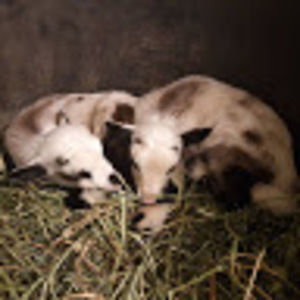 Meet your Posher, Rebekah